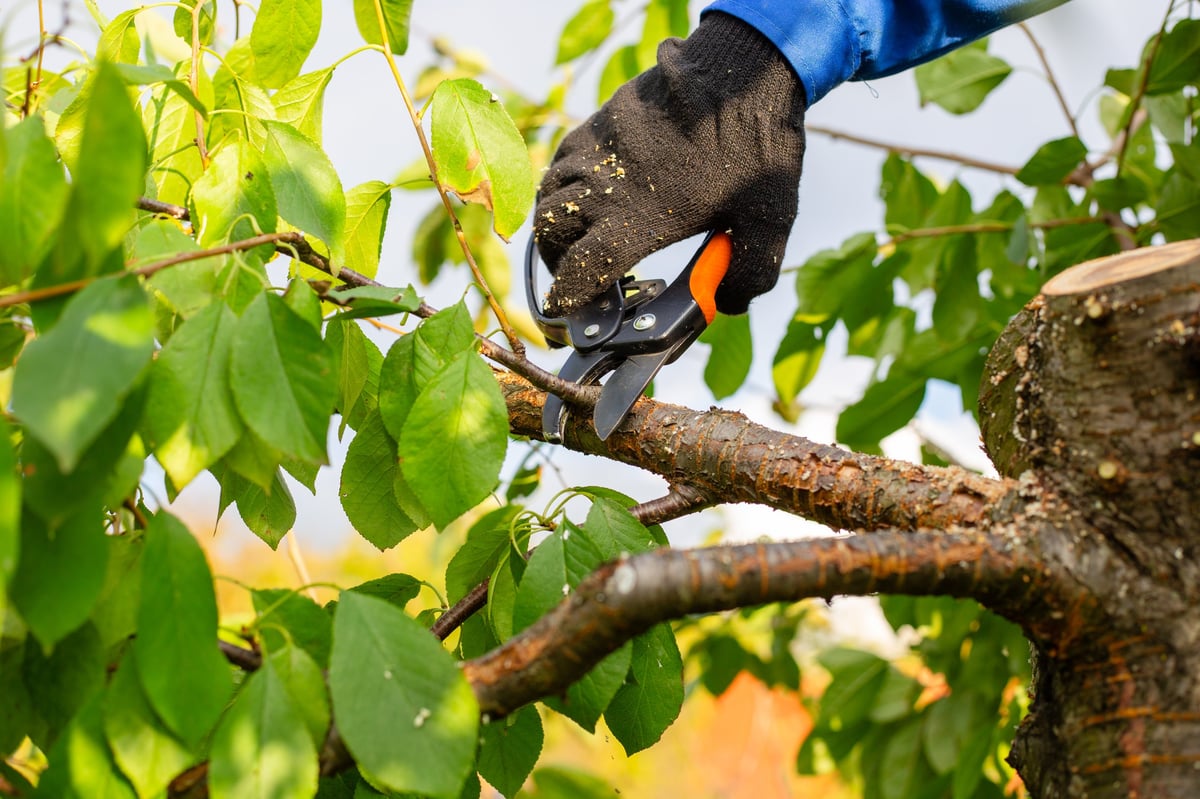 Close-up of a hand in a black glove using pruning shears to cut a small branch