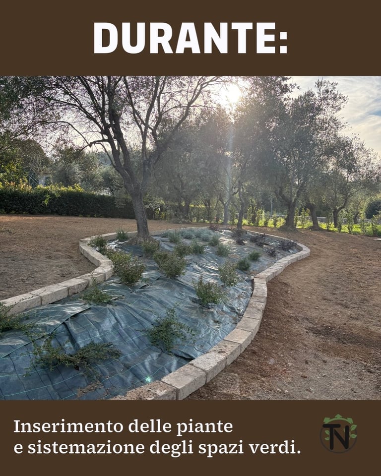 Landscape tree-lined park with mulched ground area containing plants and tree bases with white stone border edging