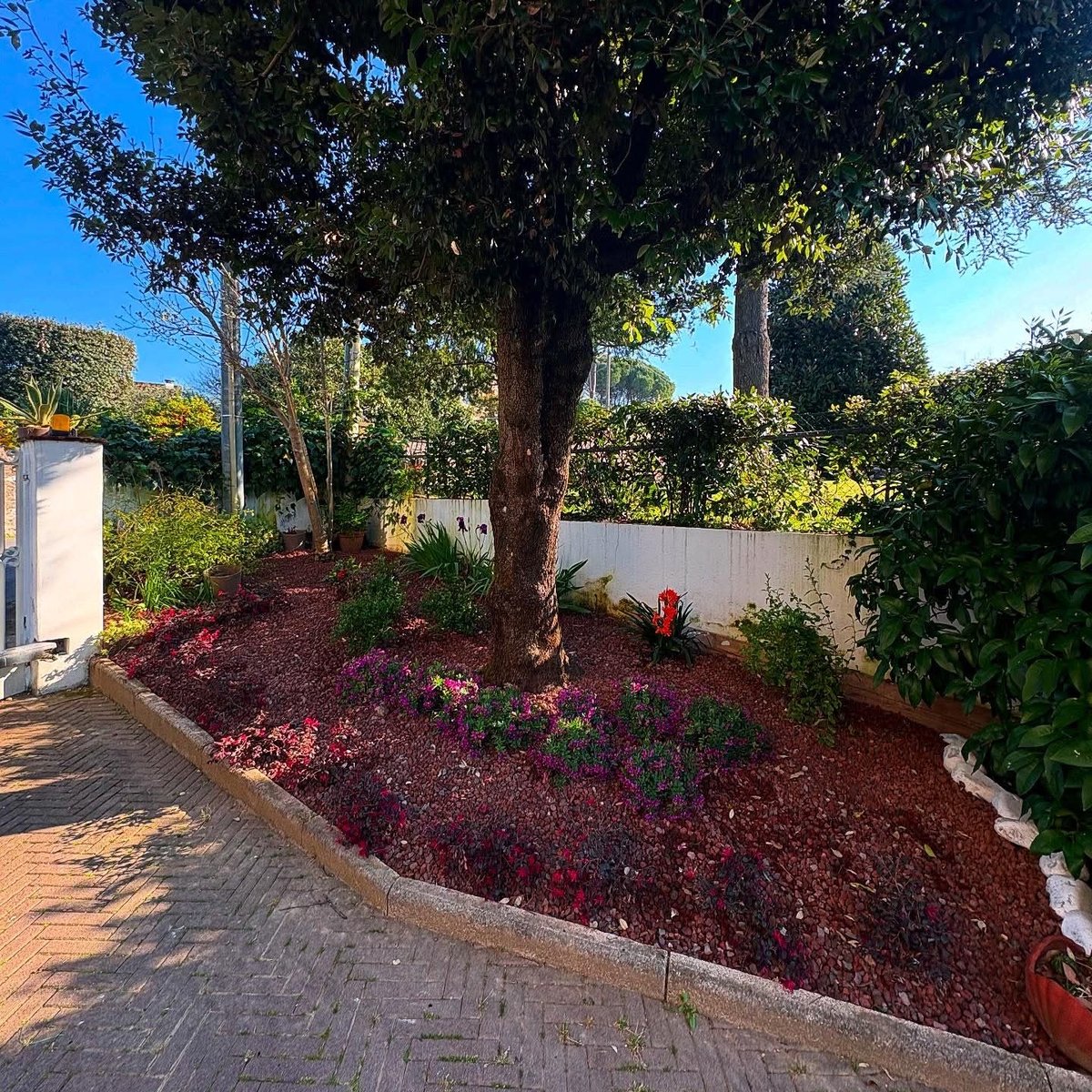 Garden landscape with large mature tree, red mulch ground cover, flowering plants, brick patio, white fencing, and green vines under clear blue sky